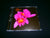 OPETH - Orchid. CD