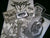 FETID ZOMBIE - Holy Destroyer. Digipak CD