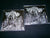 BLACK ANGEL - Satanic Rites in Brazil. CD