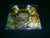 MASTER - The Human Machine. CD