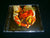 IMPALED - Death After Life. CD