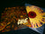 GRAVE - Endless Procession of Souls. 12" Gatefold Vinyl